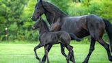 Foal health: Managing neonatal maladjustment syndrome