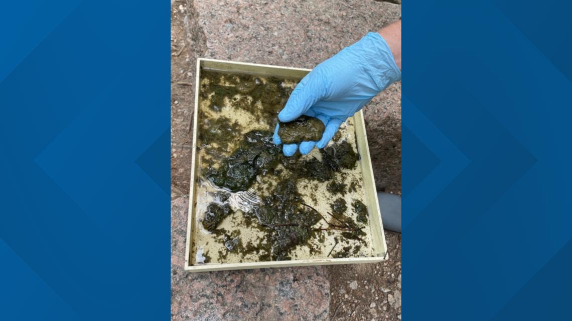 More toxic blue algae detected in Lady Bird Lake