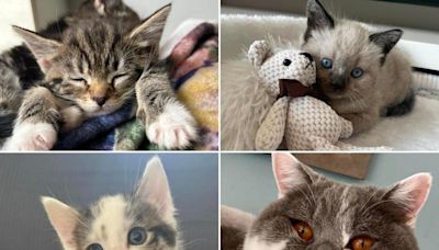 Your fabulous photos of furry friends for National Kitten Day