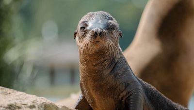 Second seal pup born at Longleat