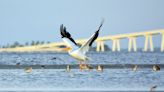 Tolls may be suspended on Sanibel Causeway for three more days