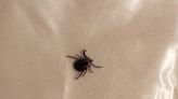Rare Disease Found in Ticks in New York State