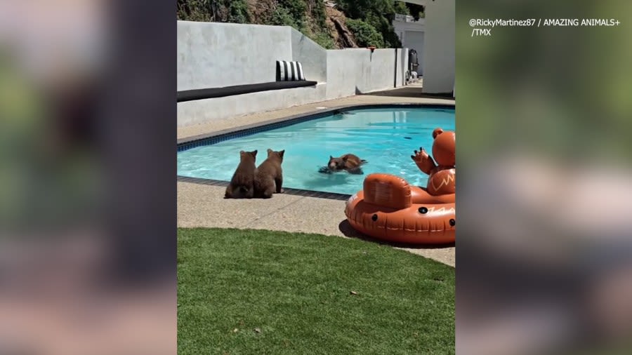 WATCH: Mama bear takes dip in pool, shows cubs how to swim