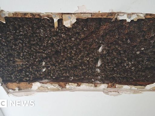 180,000 bees found in bedroom ceiling of Inverness house