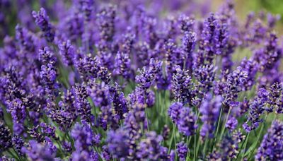 How and when to prune every type of lavender, according to an expert