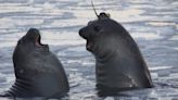 Seals with funny hats are helping map the Antarctic seascape