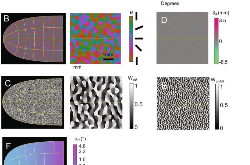 New model shows cortical implants like Elon Musk's Blindsight are unlikely to 'exceed normal human vision'