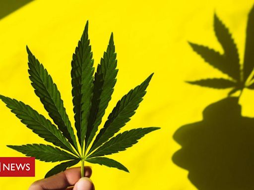 Como a maconha afeta nossa cognição e psicologia, segundo estudos