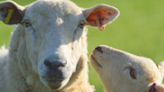 UK Ban on Live Animal Export Receives Royal Assent