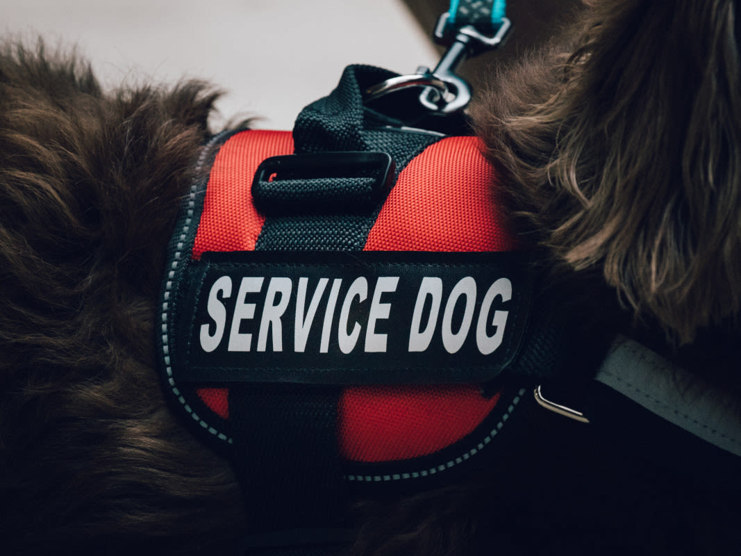 Service Dog Asks for His Mom’s Help With a ‘Crisis’ While at Work