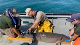 St. Clair River lake sturgeon population used for research, restocking other rivers