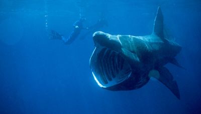 Shark Being Struck by Boat Caught on Camera for First Time