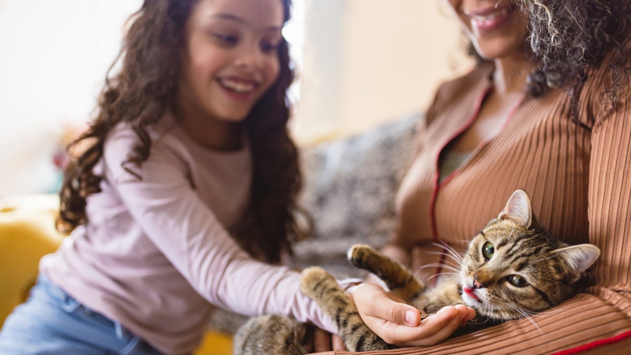 What are the three types of pet insurance?