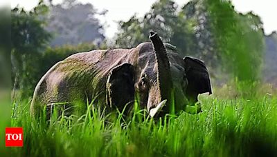 Farmer trampled to death by 3 wild elephants in Krishnagiri | Salem News - Times of India