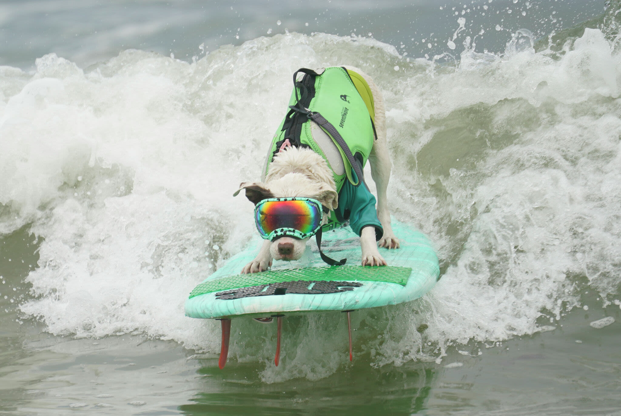 World Dog Surfing Championships draws thousands to Bay Area beach
