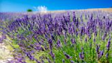 Is lavender drought tolerant? Experts recommend the best types of lavender for dry conditions