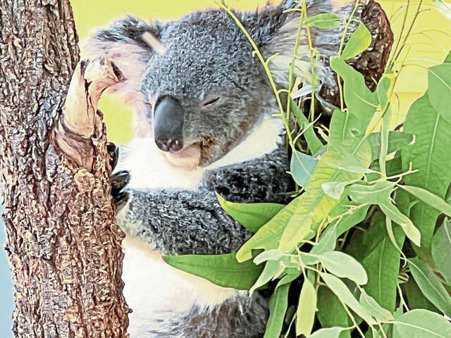Daycation Destination: Mingle among the koalas of the Cleveland Metroparks Zoo