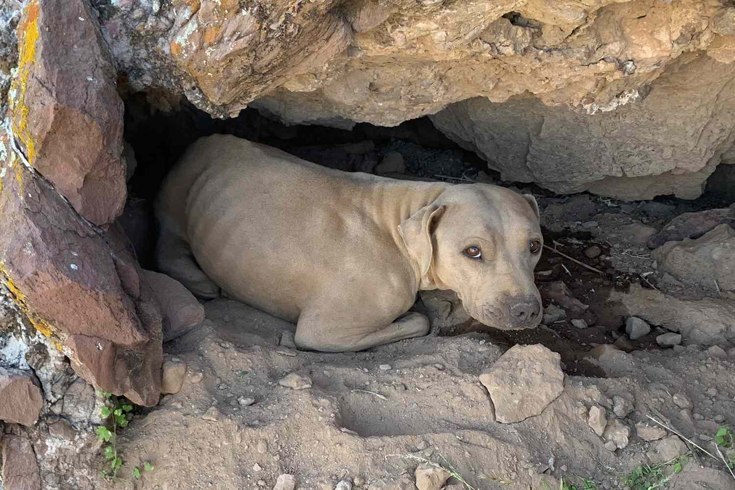 Dog Rescued After Being Found Hiding in Small Cutout on Side of Mountain in Arizona
