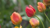 Thousands of tulips unveiled along Michigan Avenue