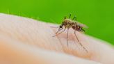 Banish annoying mosquitoes from your garden this summer with simple method