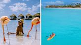 Aruba, the Island of Food, Flamingos, and Casinos
