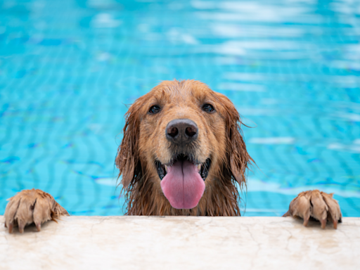 Golden Retriever ‘Moving Ball With His Mind’ in the Pool Immediately Goes Viral