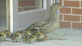 From the archives: Baby ducklings hatched on Mother's Day in West Des Moines