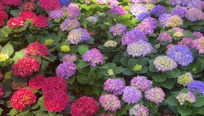 When Do Hydrangeas Bloom? Here's When to Expect Flowers