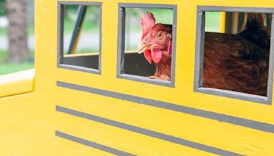 Guinness World Record for intelligent B.C. chicken Lacey