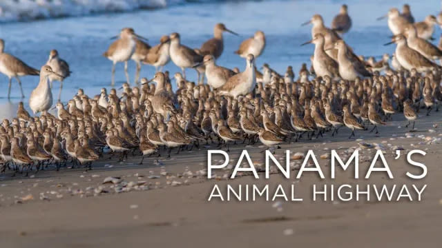 Panama’s Animal Highway Streaming: Watch & Stream Online via Paramount Plus