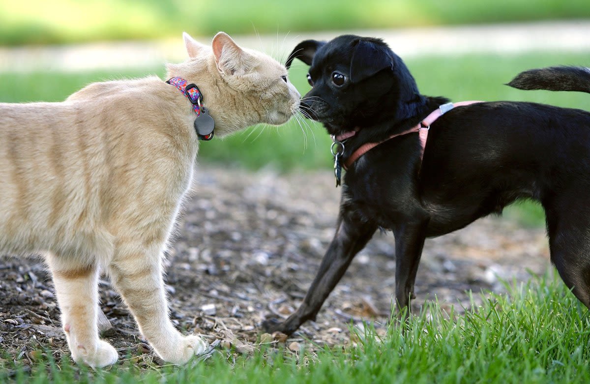 Map shows states where dogs are more popular than cats