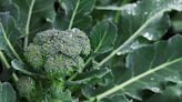 Scientists creating broccoli of the future with one incredible feature: ‘We should be able to … develop a new biotechnology’