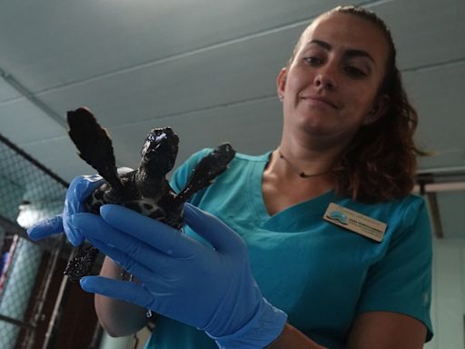 ‘We are getting ready to welcome the public back’: Check out newly rescued sea turtles at Gumbo Limbo in Boca Raton