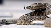 Sssnake! What to know during Virginia’s Snake Season
