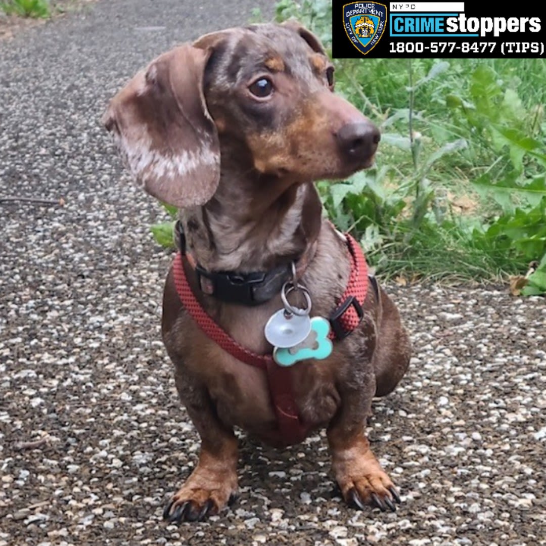 Beloved dachshund Milkshake dog-napped in Bronx | amNewYork