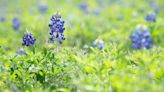 Is it illegal to pick Texas bluebonnets?
