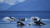 5 things you think you know about killer whales that are actually wrong