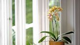 15 Beautiful Types of Orchids That Serve as Living Décor