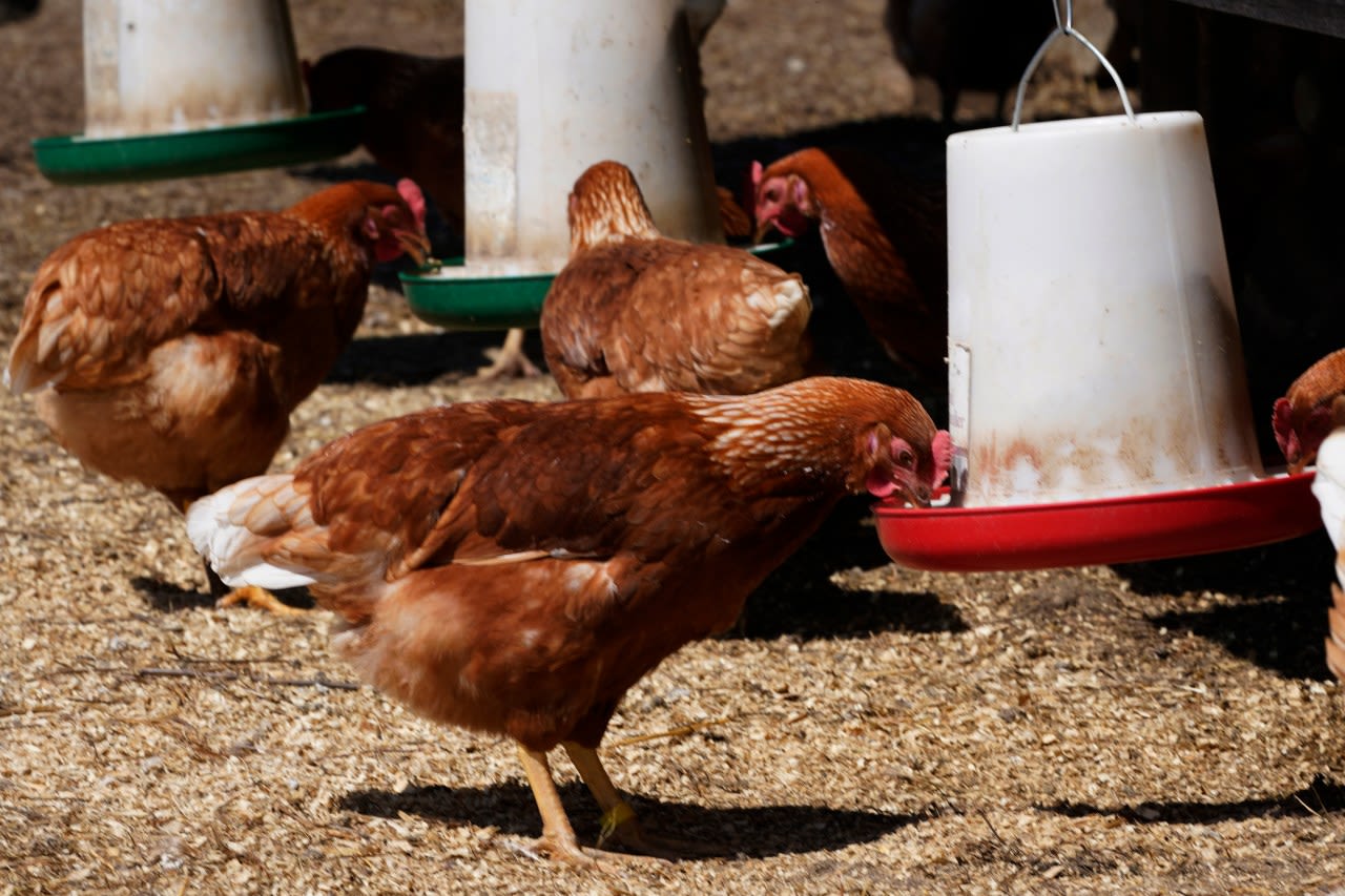 What you need to know: Wildlife experts warn of rising bird flu cases in Virginia