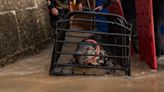 Cornish seal swims free after rescue from life-threatening frisbee entanglement