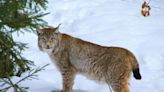 Découverte d’une intrigante sépulture contenant un lynx et quatre chiens