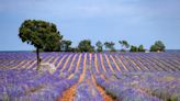 Los campos de lavanda atraen a los turistas al centro de España