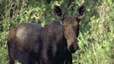 Turkey hunter attacked by female moose with calves near Blackfoot - East Idaho News