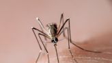 U.S. Sees Increased Risk of Dengue Virus. But What is It?