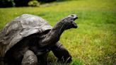 La tortuga Jonathan: El animal terrestre vivo más antiguo del mundo cumple 191 años