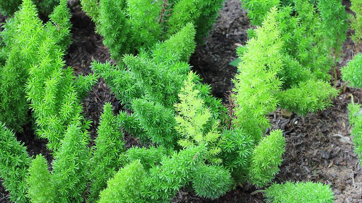 This Florida Fine Dining Restaurant Garnished Dishes With Ferns That Dogs May Have Peed On