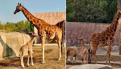 ¡Nuevo integrante! Nace cría de jirafa en el Zoológico de San Juan de Aragón