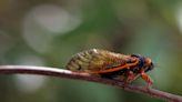 Can cicadas predict rain? Here's what all that buzzing is about in Phoenix