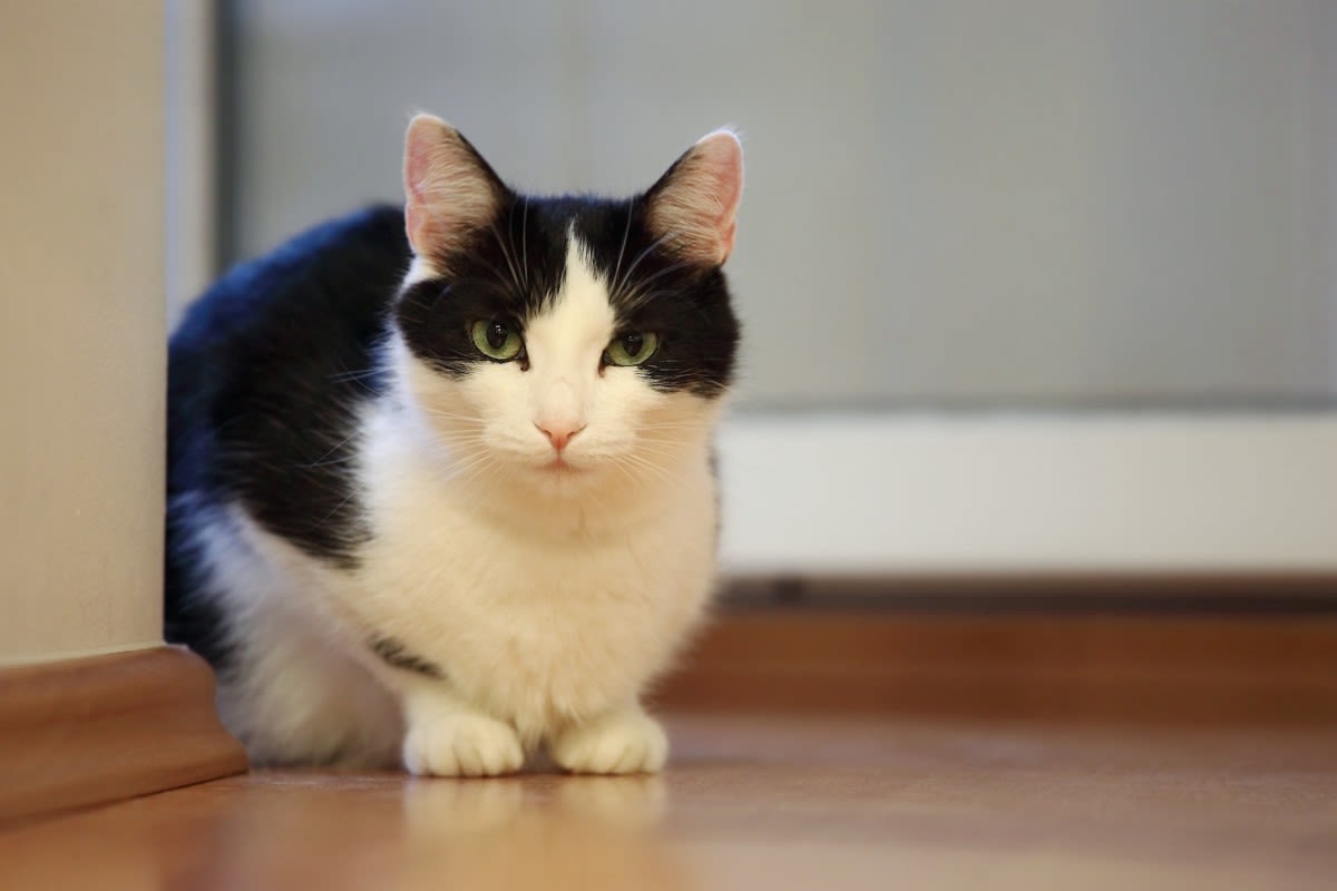 Little Boy's Cute Way of Pronouncing Family Cats' Names Is Downright Precious