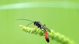 DNA analysis reveals that there are more species of parasitoid wasps than anticipated